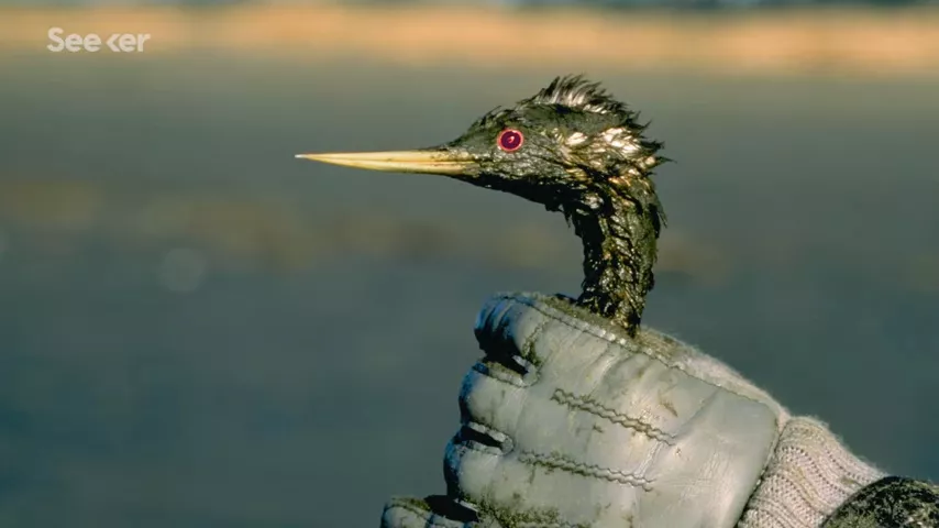 This Is Why Birds Are So Affected by Oil Spills