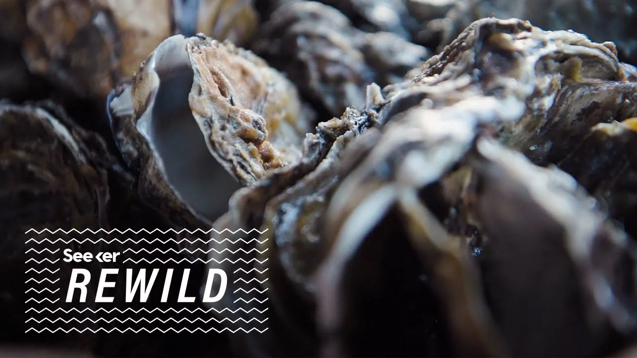 What Ocean Time Machine Experiments Predict About Oysters