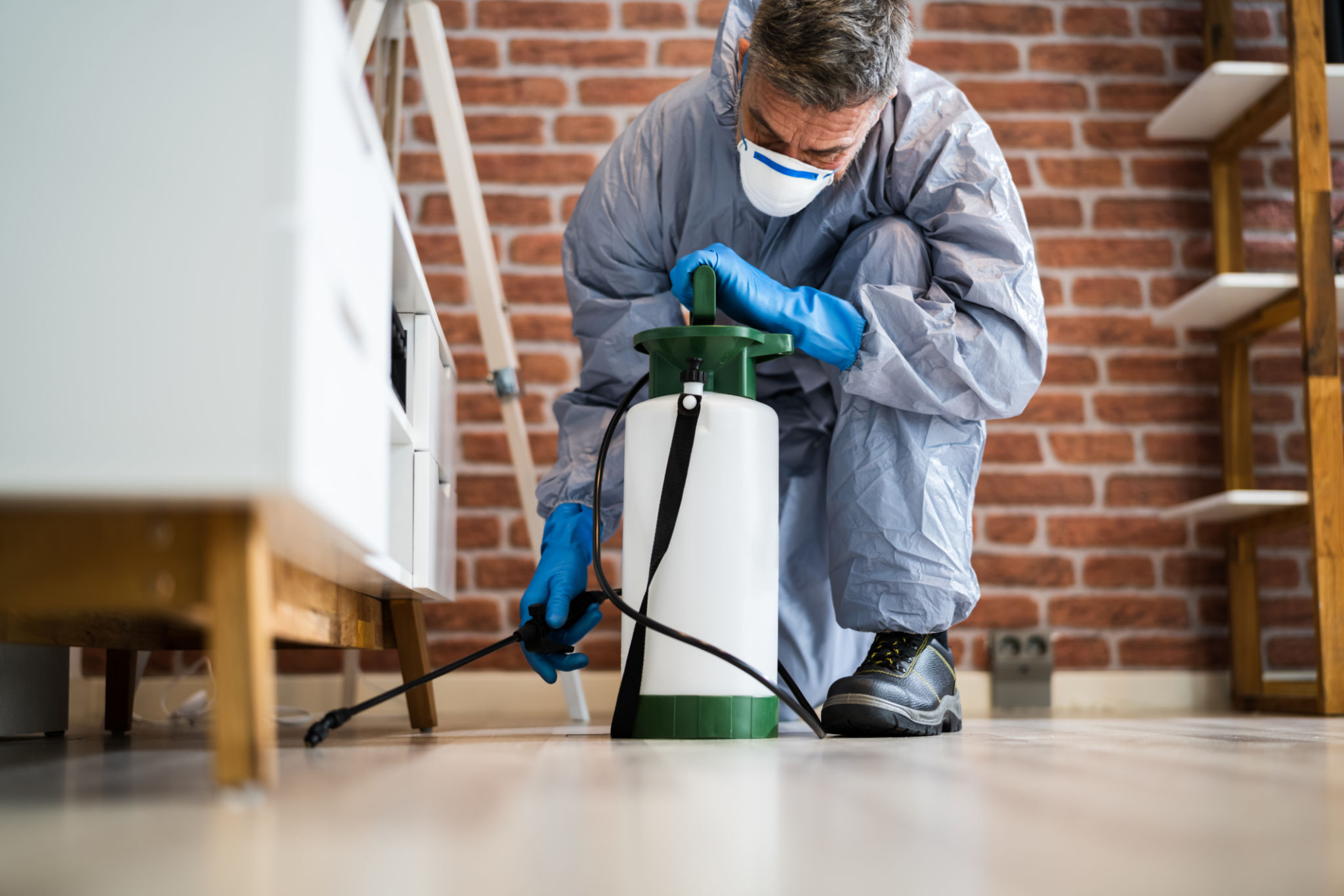 Are you looking to hire experts for Pest Control Mississauga?