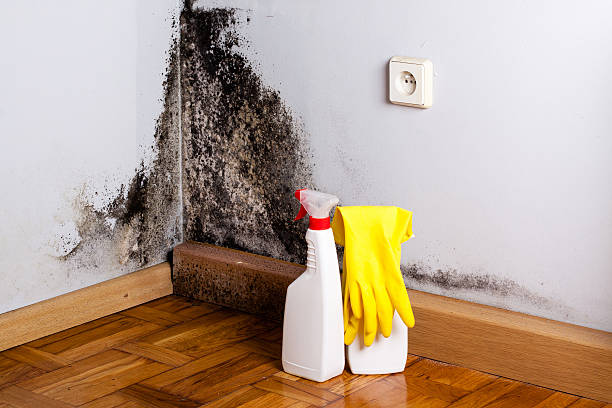 Best Mold Inspection Services