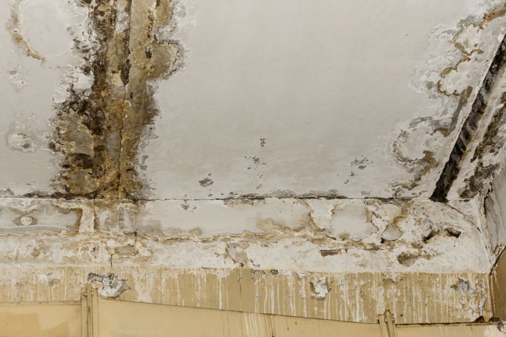 Commercial Mold Remediation Services
