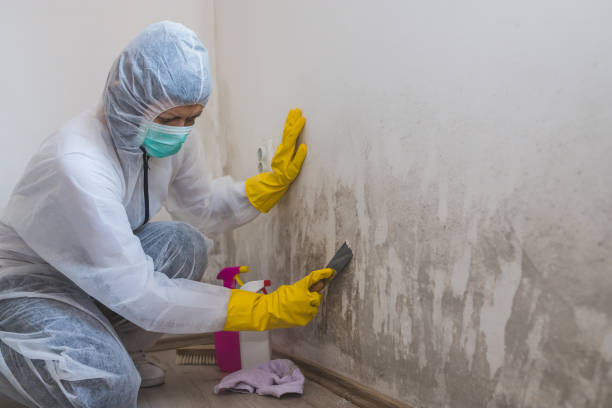 How to Remove Mold from Drywall