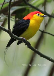 The Bird Photography Tour in Northeast Peru
