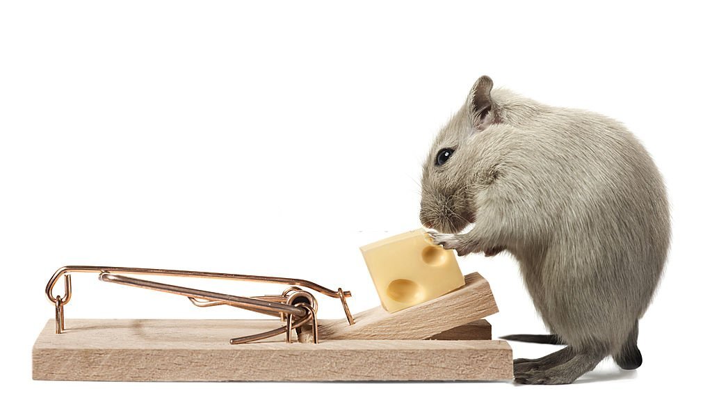when to call an exterminator for mice