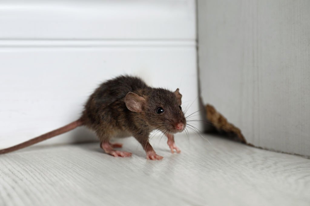 how do rat exterminator get rid of rats permanently.