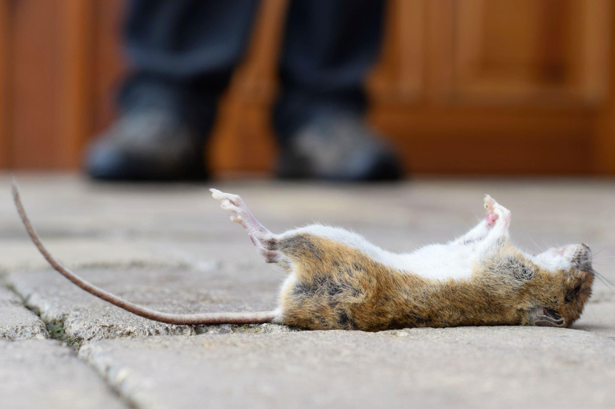 Rat Exterminator Services: The Best Way to Get Rid of Those Pests