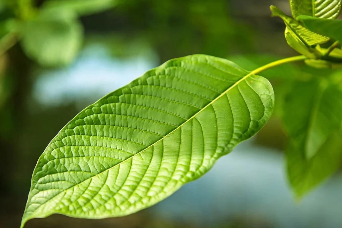 Pick Your Right Whole Herb Kratom