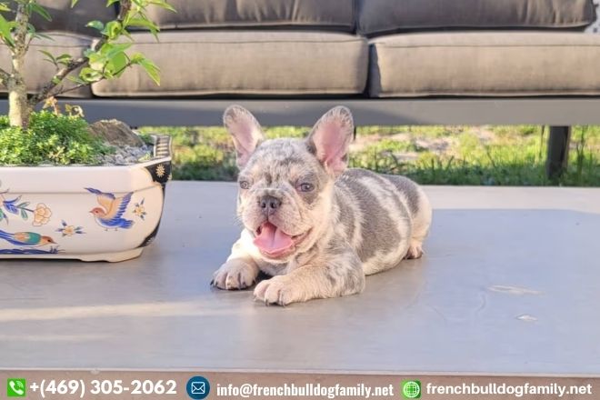 Male French bulldog puppy for sale Everything You Need To Know