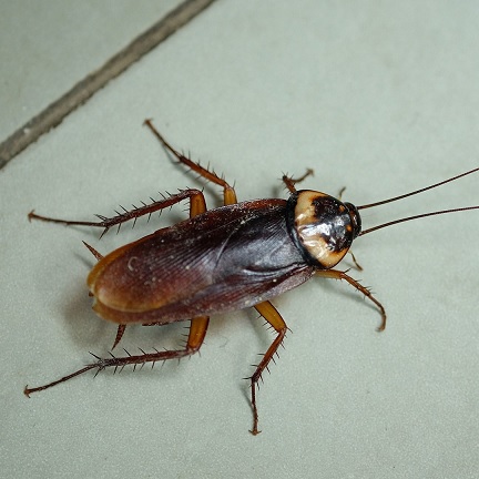 Control Cockroach To Enter Premise Through Pest Control!