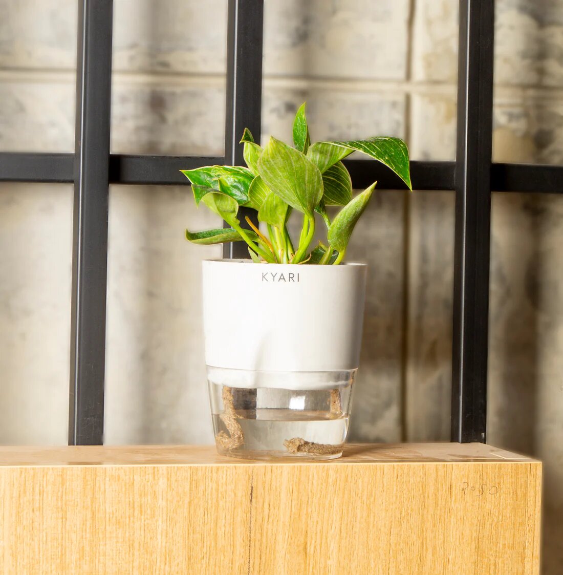 Philodendron Birkin Plant With Self Watering Pot by Kyari