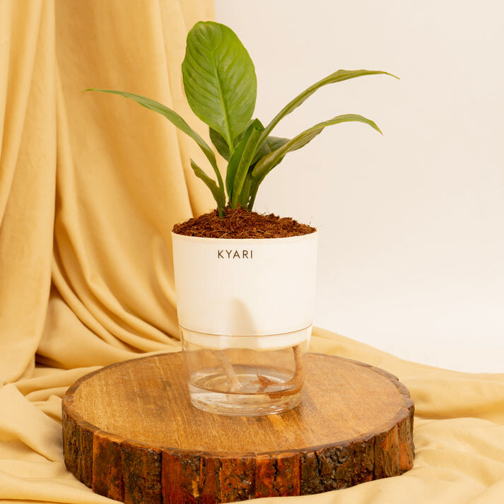Peace Lily Plant With Self Watering Pot by Kyari