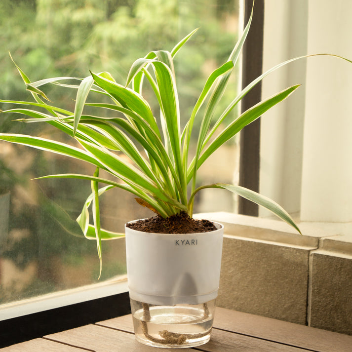 Spider Plant With Self Watering Pot by Kyari