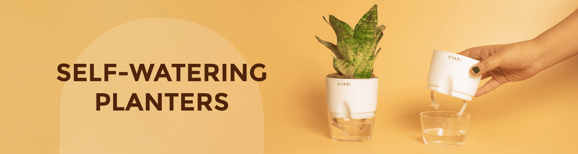 self-watering plants