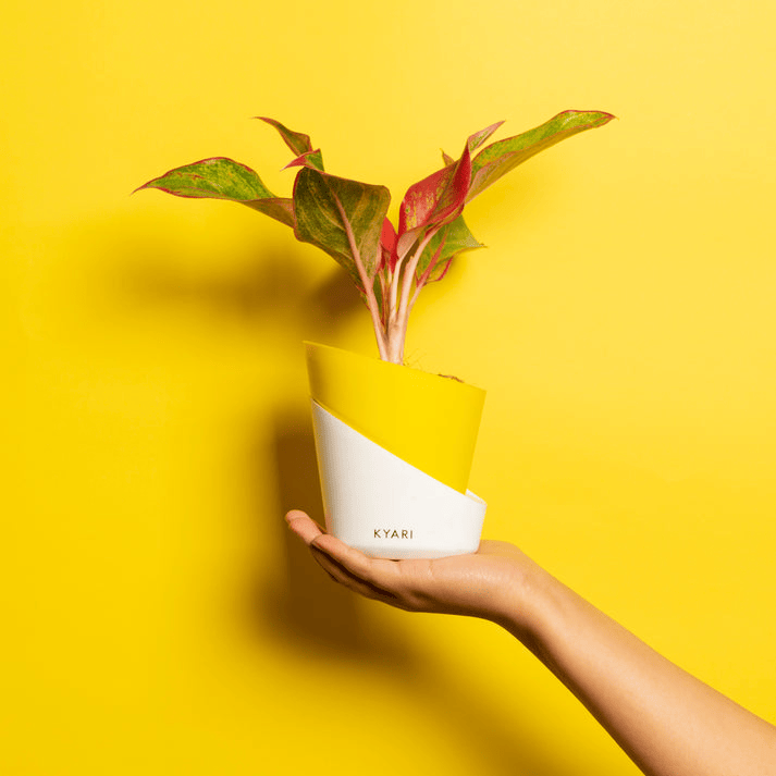 Lime Yellow Self-Watering Pot by Kyari