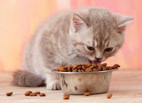 10 Steps to Keep Your New Kitten Happy and Healthy