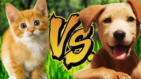 CAT VS DOG