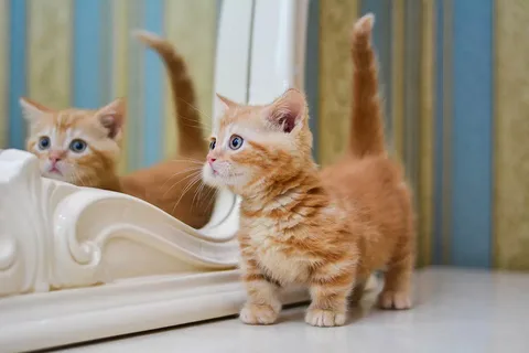 CAT WITH SHORT LEGS