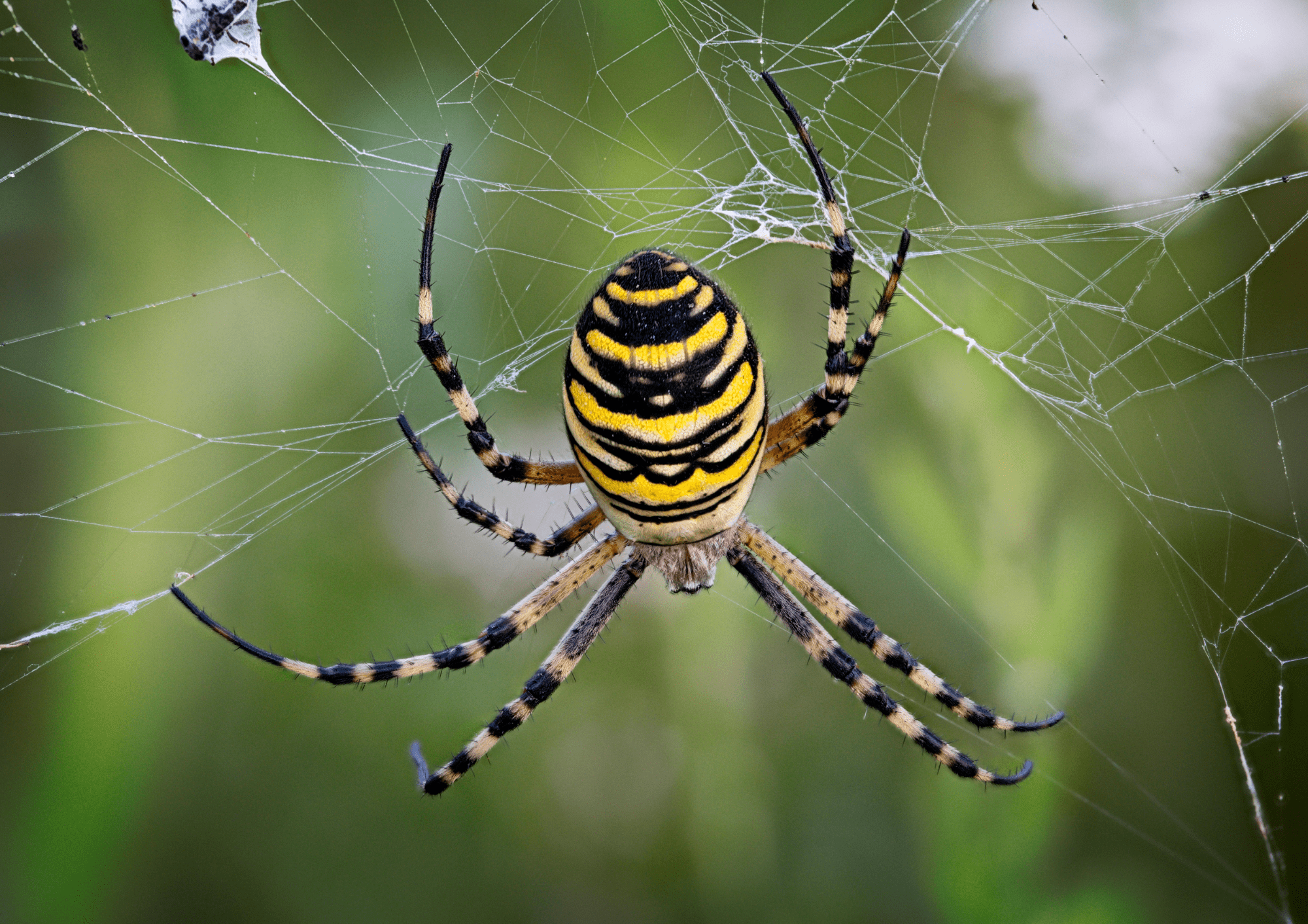 How Spider Control Services Can Protect Your Home and Health
