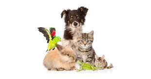 Pet is a certain type of animal does not mean that it has the same needs as other animals of that same type.