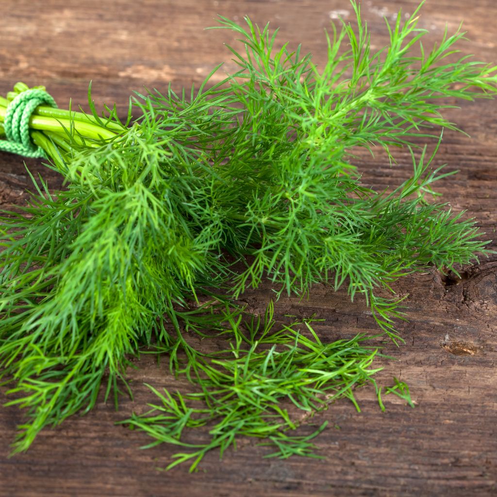 Getting to Know Dill: The Herb of Scandinavia - A Fragrant Journey