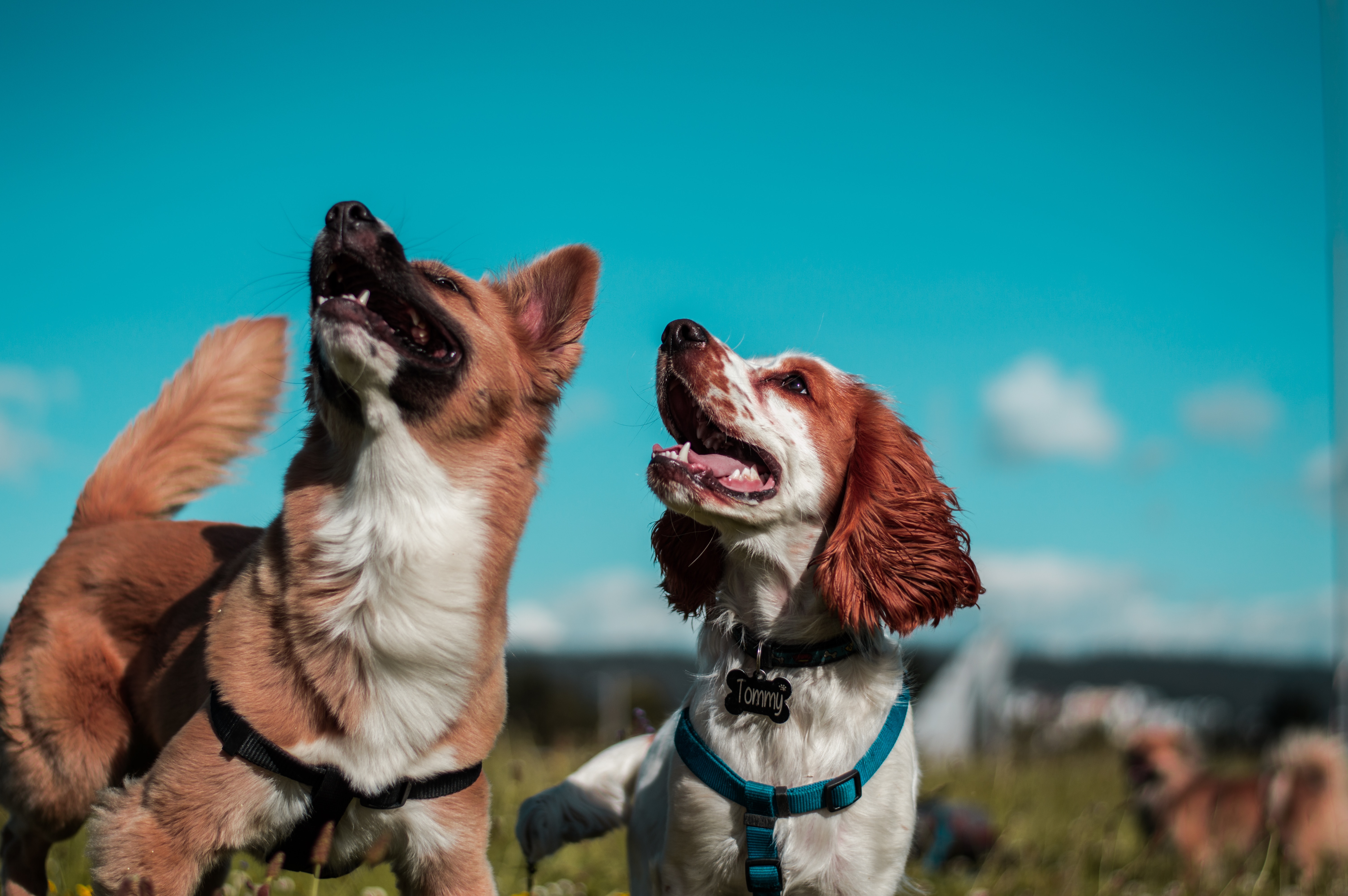 Holistic Care For Your Furry Friend: Nurturing Your Dog's Well-Being