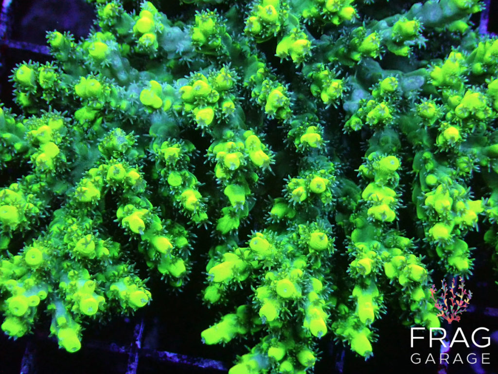 SPS Coral Fragging: Propagating and Fragging Techniques for SPS Corals