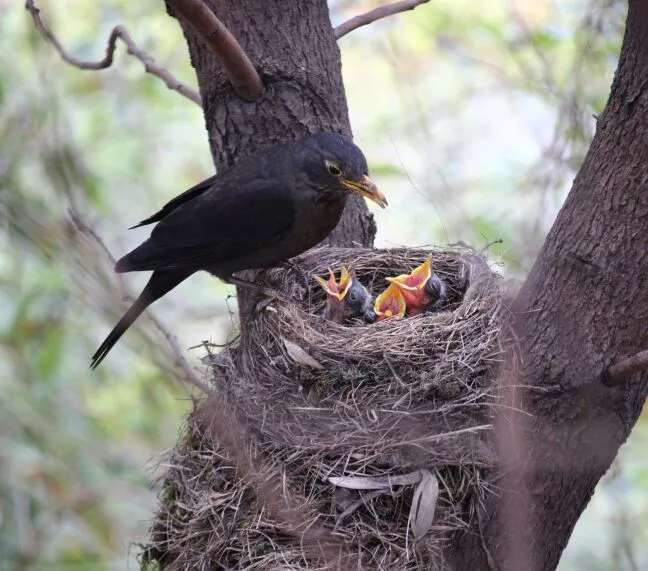 How Professional Nesting Control Services in Melbourne Can Help You Say Goodbye to Pesky Birds