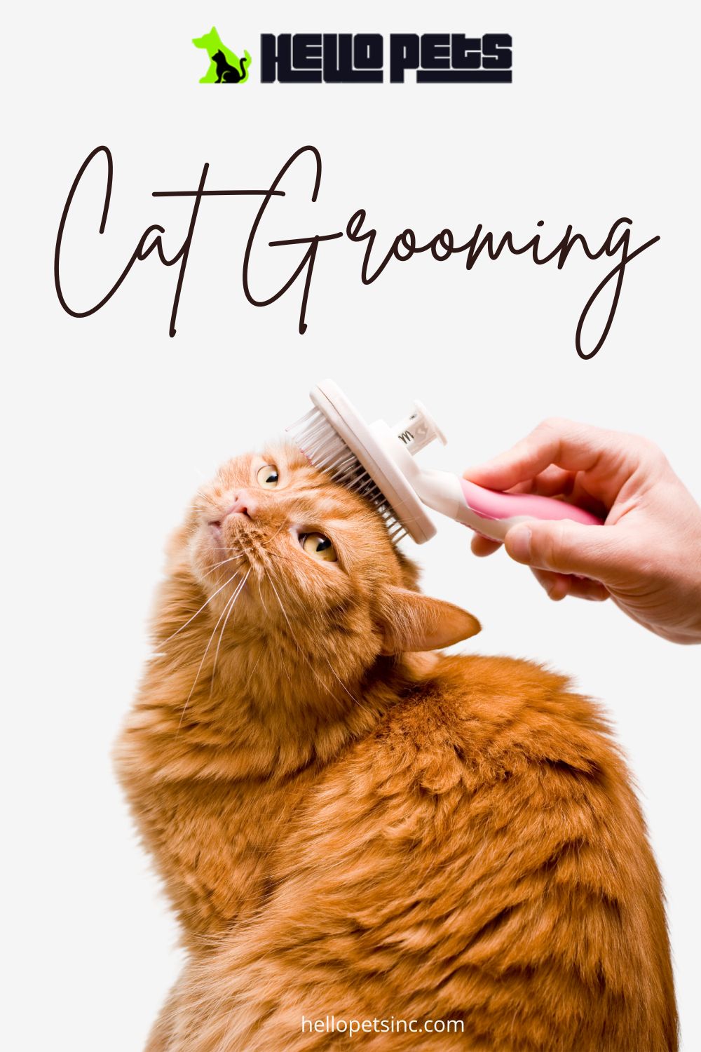 The Benefits of Professional Cat Grooming Services