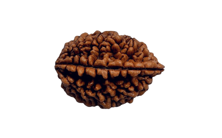 Types and Meanings: Understanding Different Rudraksha Beads Available in Delhi
