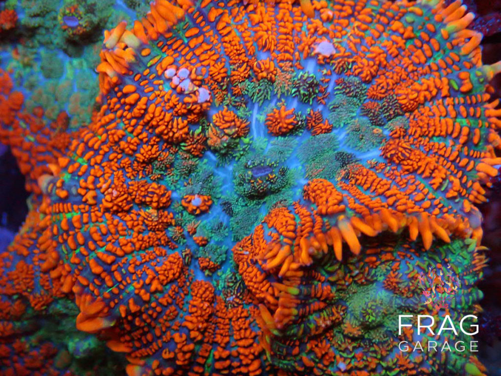 What makes Coral Frags a popular choice for aquarium enthusiasts?