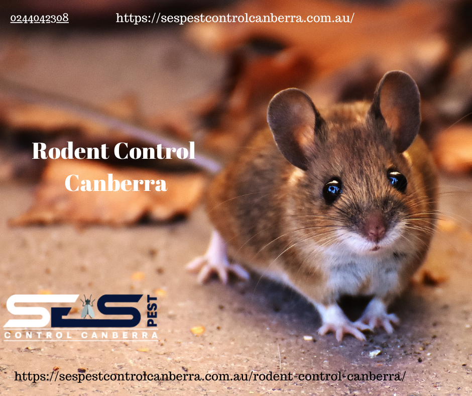 Tackling Rodent Infestations: Effective Strategies for Rodent Removal in Canberra