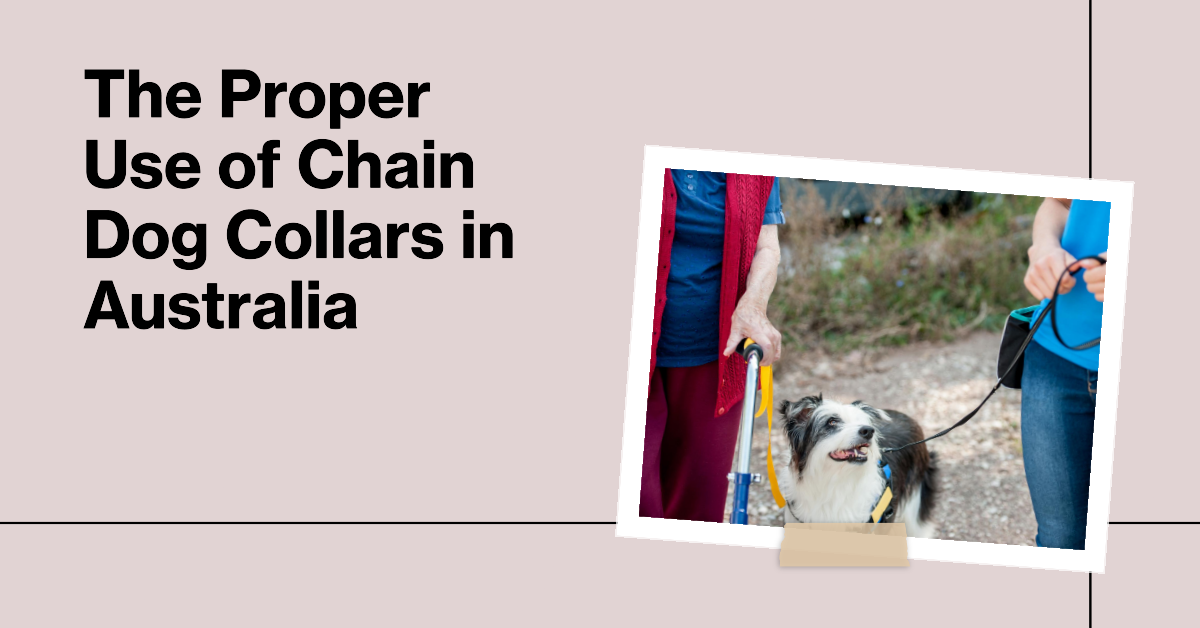 What You Need to Know About Chain Collars for Dogs in Australia