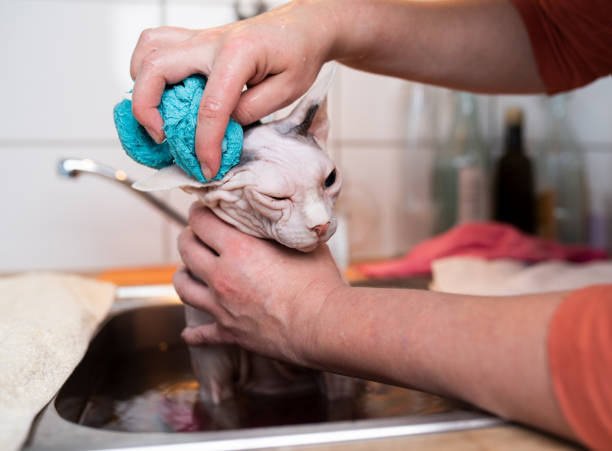 Training Hairless Kittens to Develop Confidence and Obedience