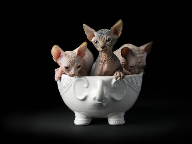 Training Hairless Kittens to Develop Confidence and Obedience