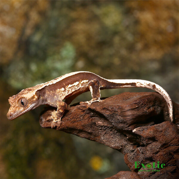Geckos for Sale: A Comprehensive Guide to Finding the Perfect Fit