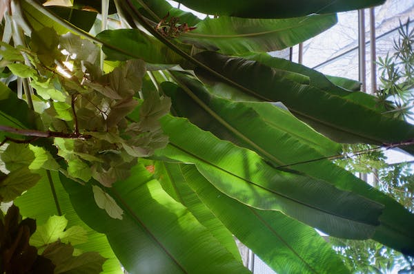 Artificial banana leaf plant