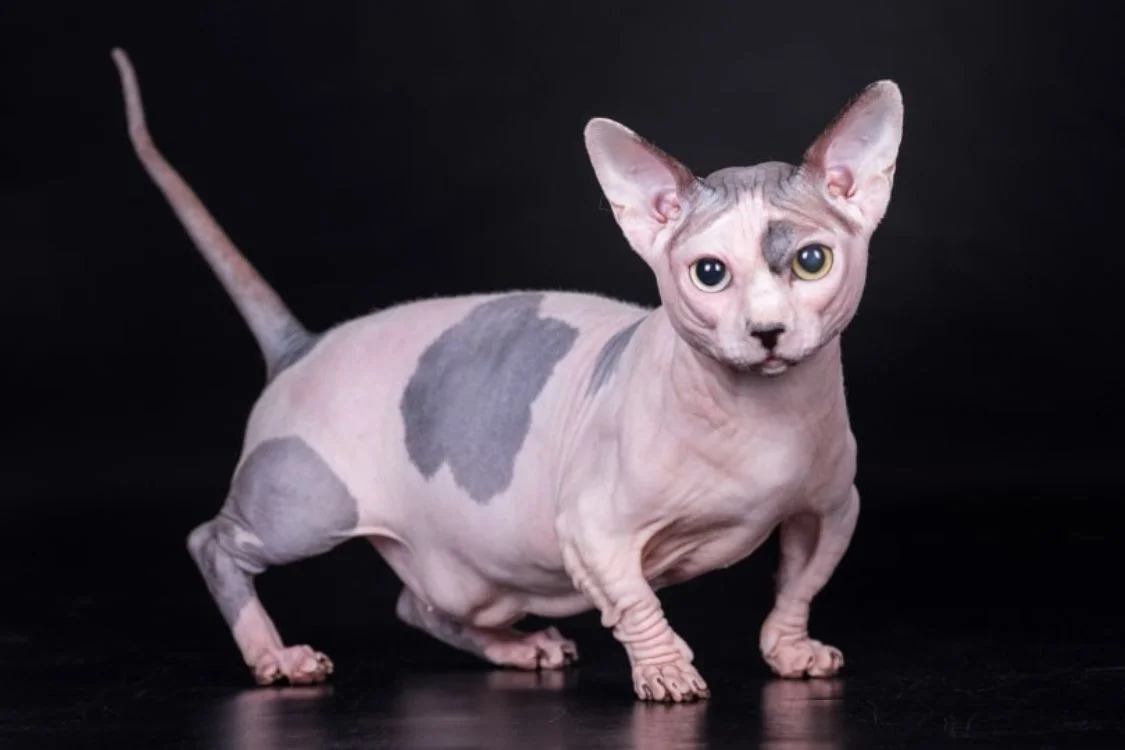 Hairless Elf Cats Await You in New York for Adoption