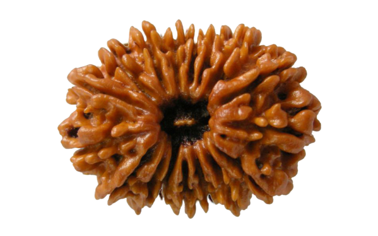 The History and Cultural Significance of Rudraksha in Delhi