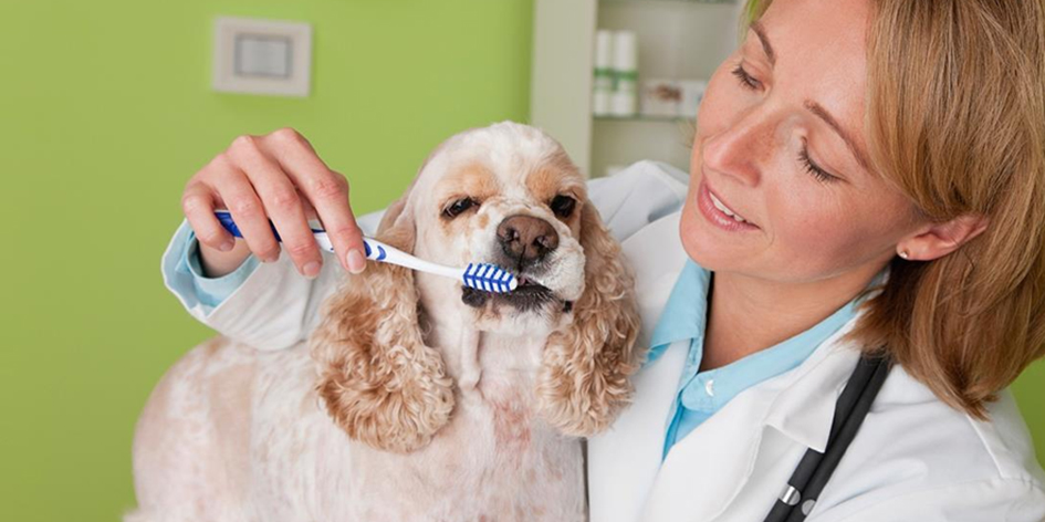 Top 3 Pet Dental Health Tips for Optimal Oral Hygiene