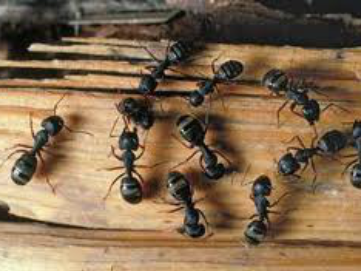 Unraveling the Legal Web of Carpenter Ant Wood Damage