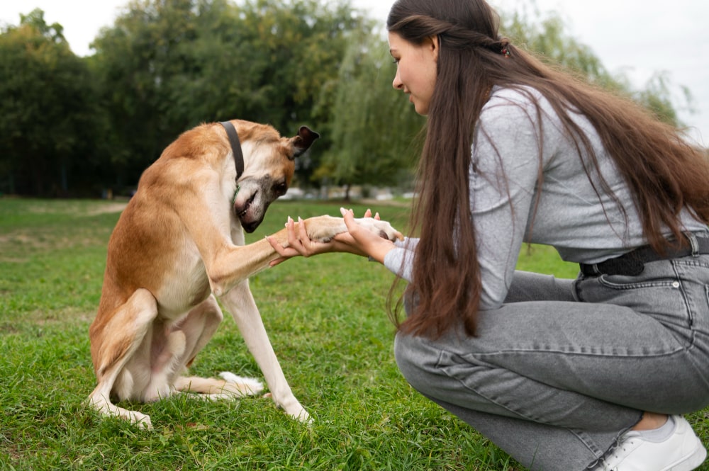 Choosing the Right Pet ID Tag for Your Furry Friend