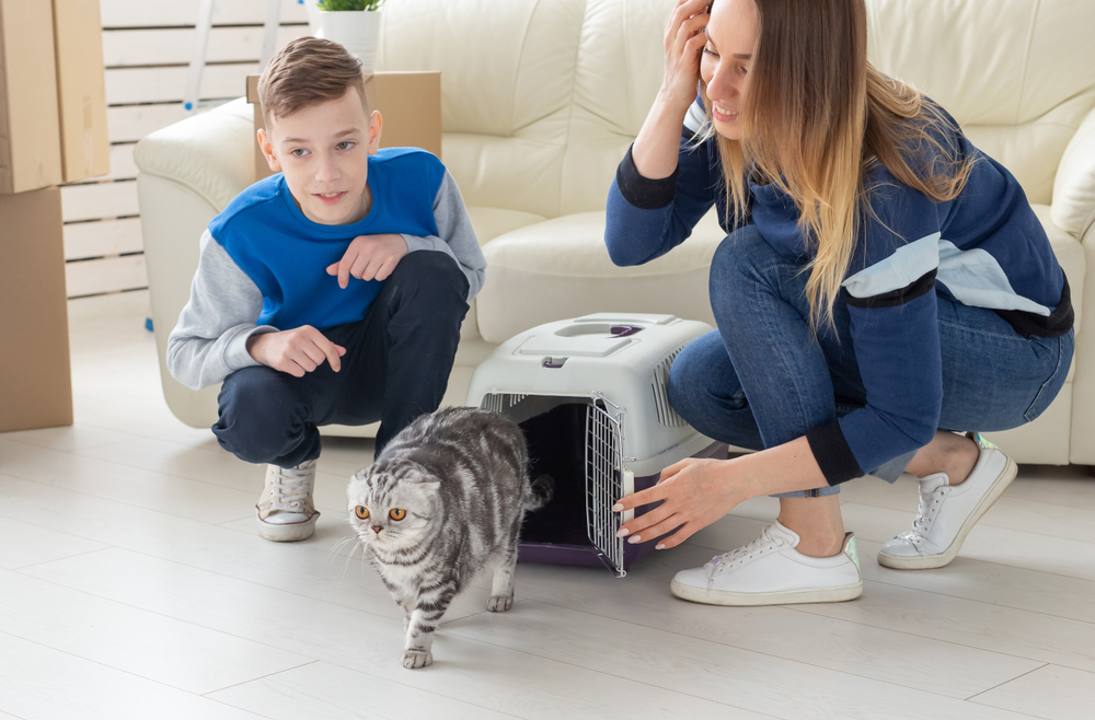 What to Consider Before Bringing a Cat into Your Home