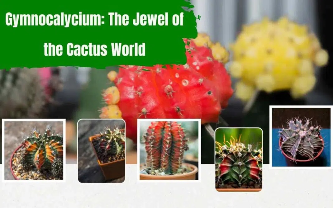 Gymnocalycium: The Jewel of the Cactus World