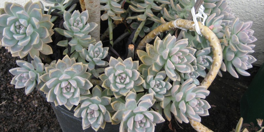 How To Care For Mother of Pearl Plant