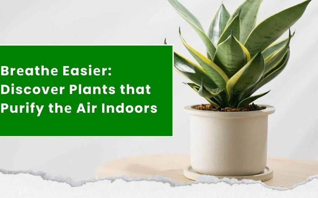 Brеathе Easiеr: Discovеr Plants that Purify thе Air Indoors
