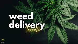 Exploring the Convenience and Legality of Weed Delivery in Toronto