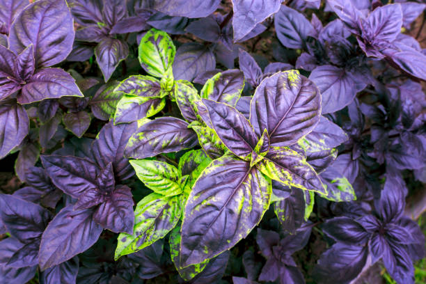 Tips for Growing Purple Basil