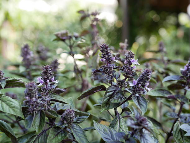 Tips for Growing Purple Basil