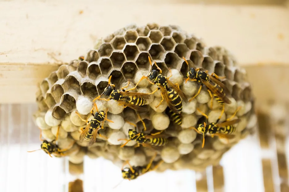 Safely Removing a Bee's Nest: A Step-by-Step Guide