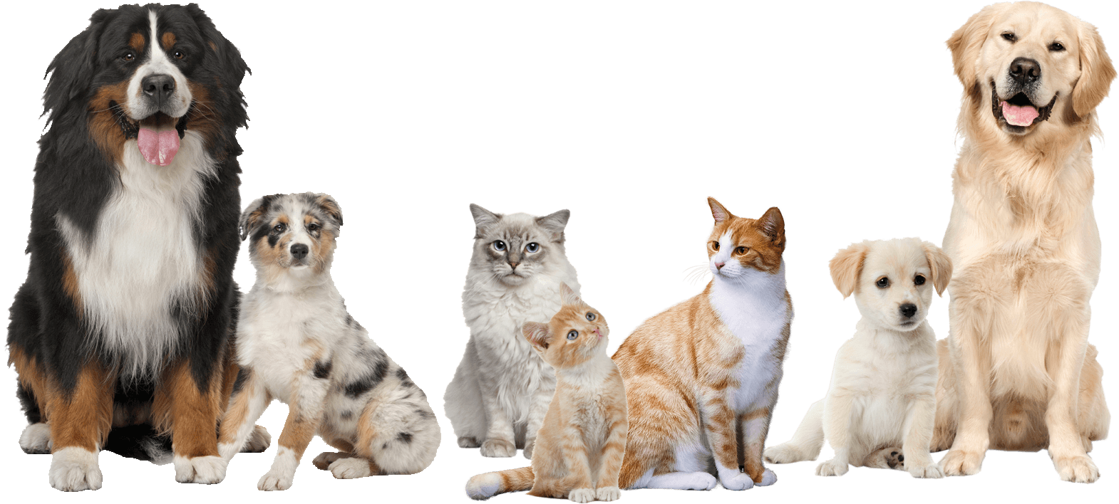 Pet Grooming and the Art of Desensitization
